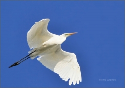 <p>VOLAVKA BÍLÁ (Egretta alba) Českobudějovicko ---- /Great egret - Silberreiher/</p>